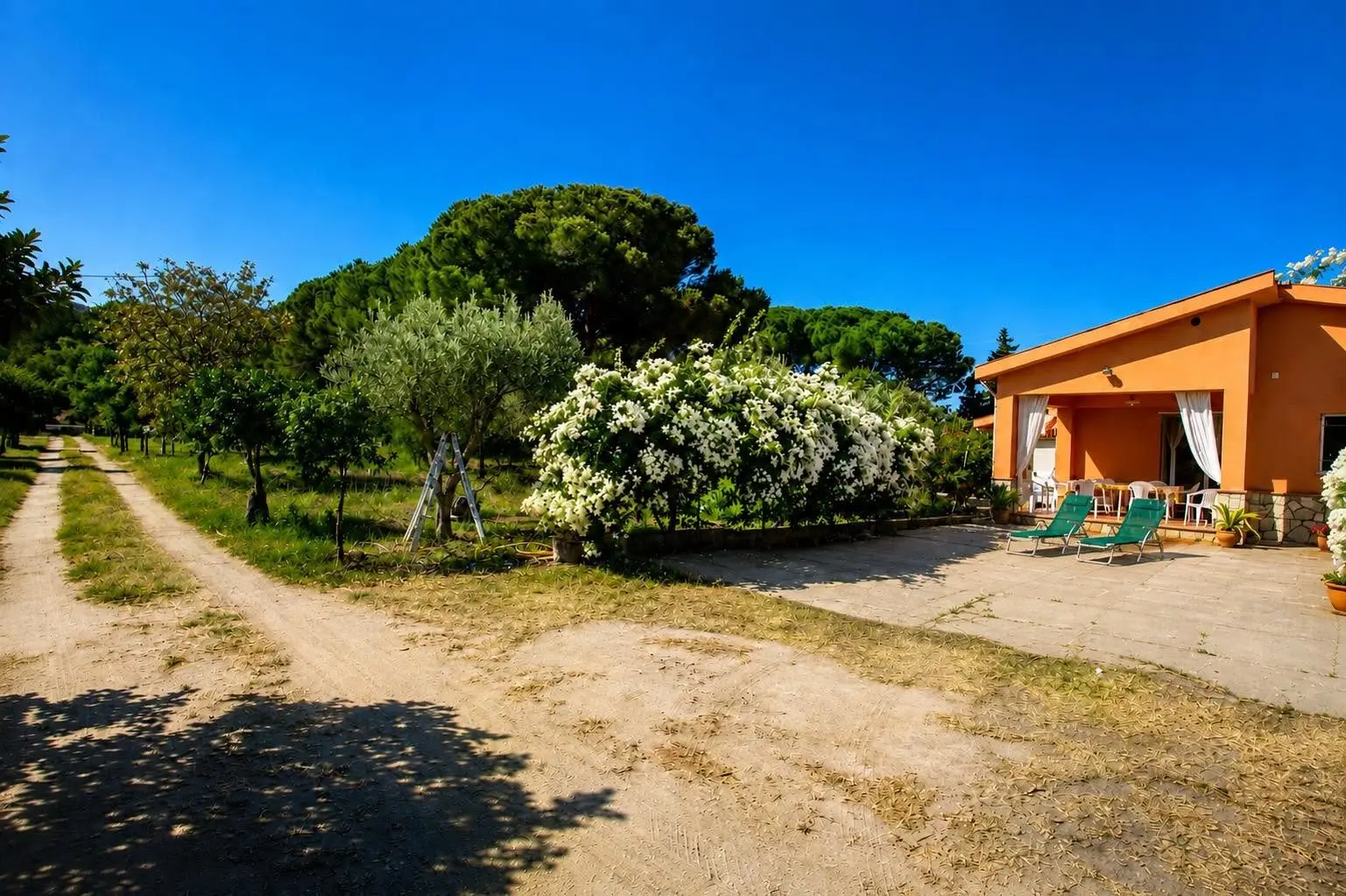 The path through the estate among olive and citrus trees