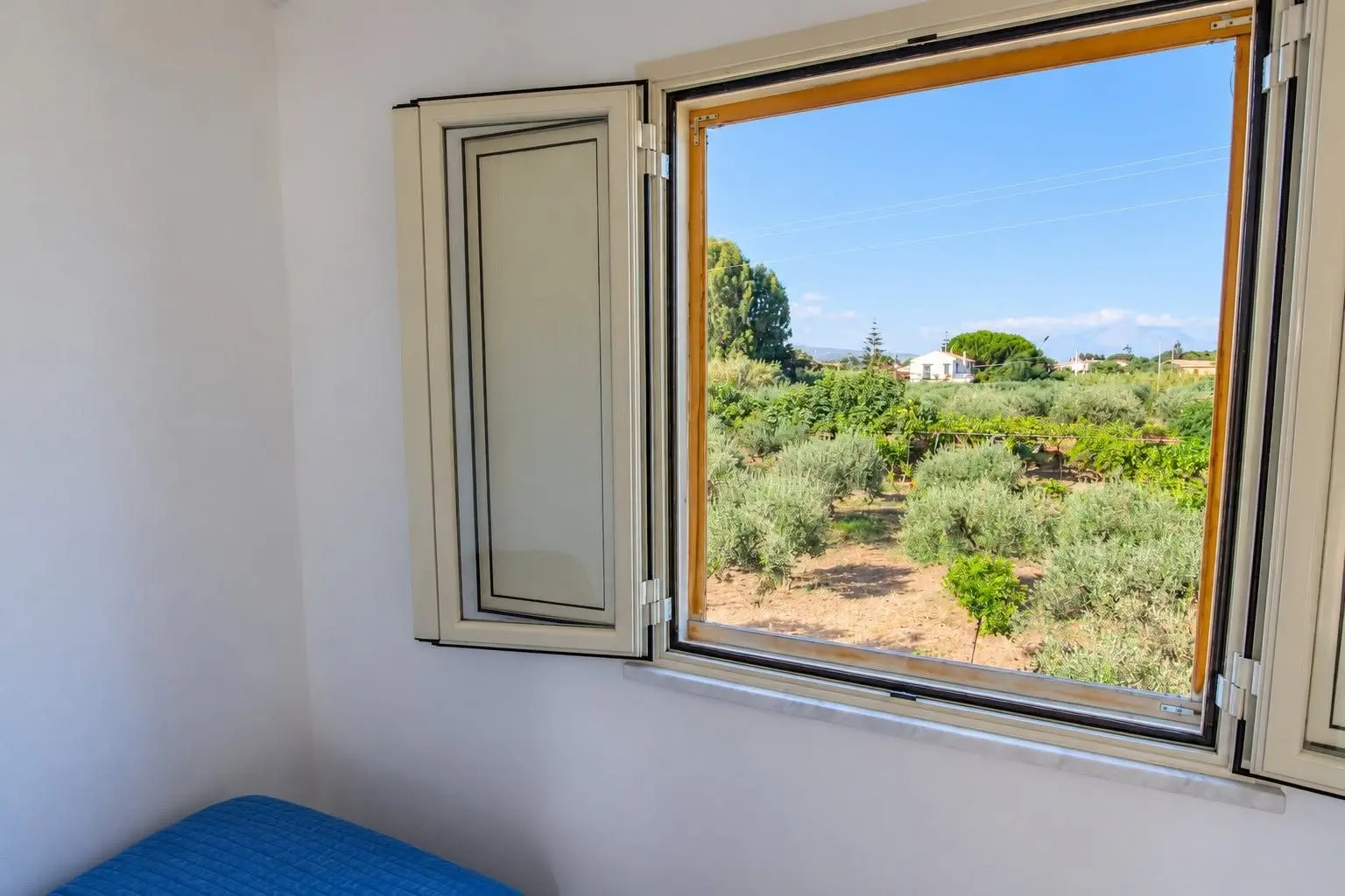 Olive trees and countryside towards the sea from Villa dei Mandarini