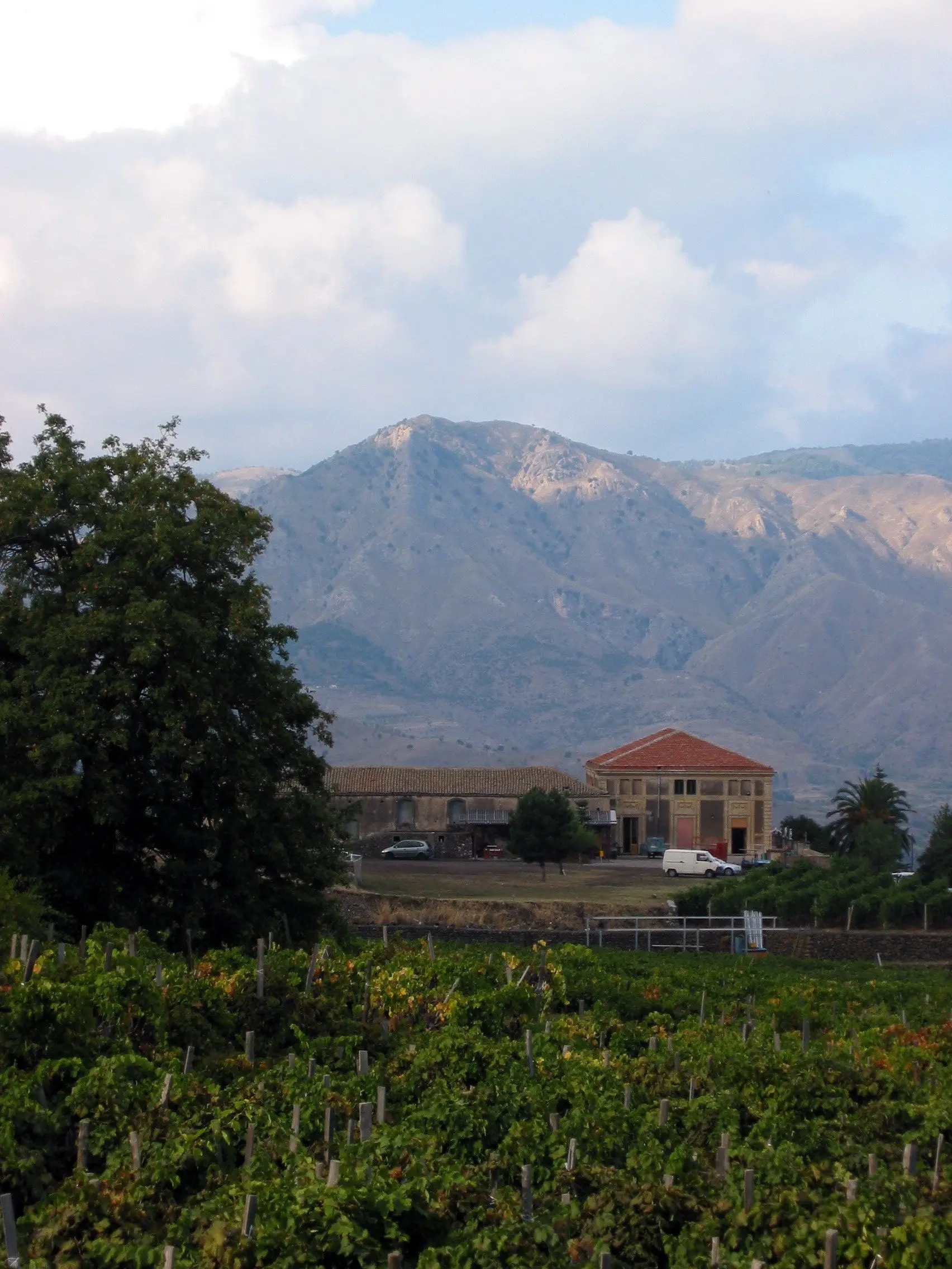 Vignes sur les pentes de l'Etna à Passopisciaro