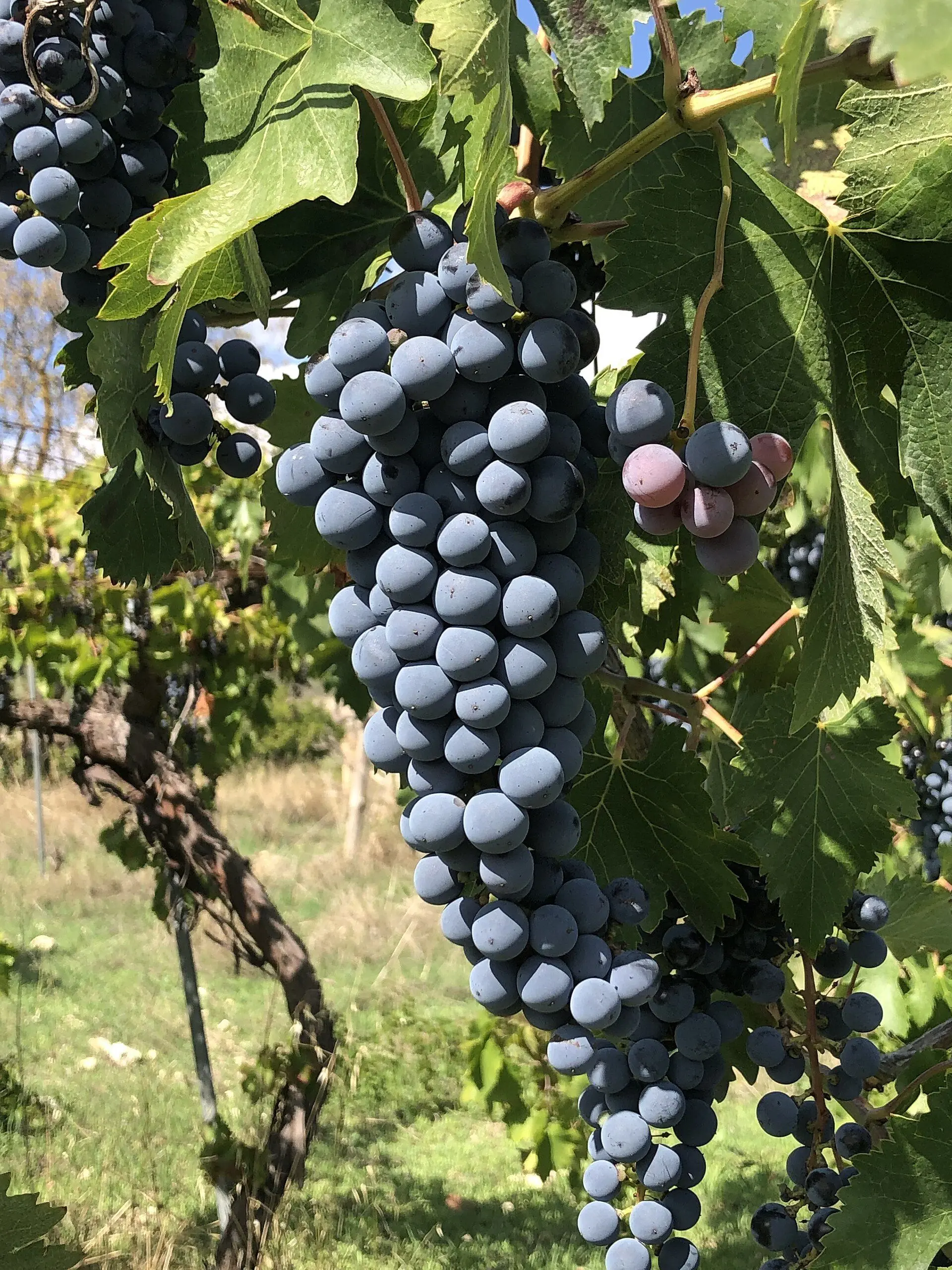 Raisins de Nero d'Avola à maturité
