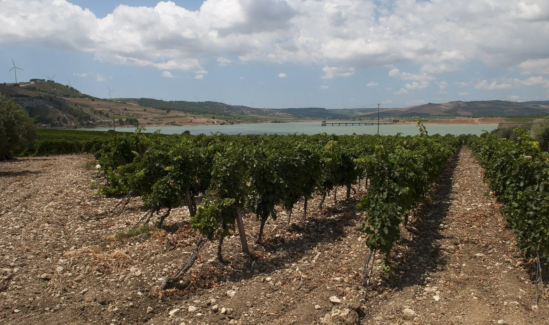 Viñedos en Sicilia